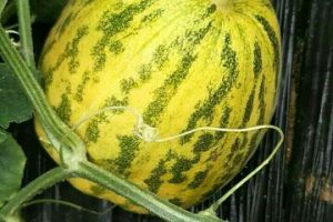 金纯八里香香瓜种子