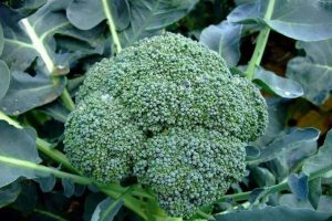 井川65西兰花种子