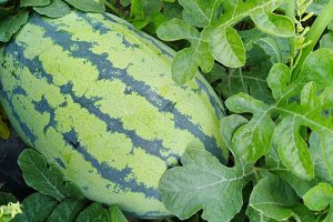 世嘉雷龙西瓜种子