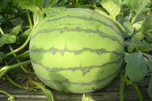 世雷707西瓜种子