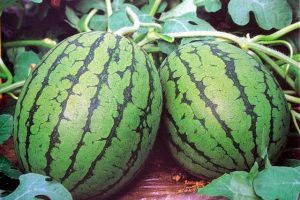 纯品红玉礼品西瓜种子