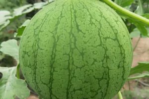 纯品黄小玉礼品西瓜种子