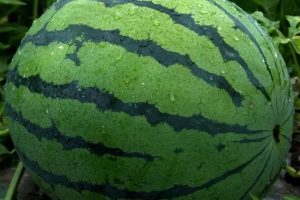 世雷511西瓜种子