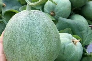 新甜绿宝香瓜种子