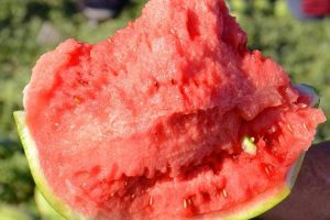 吉甜盛美–美都类西瓜种子