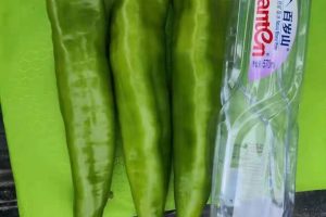 特宝龙牛角椒种子