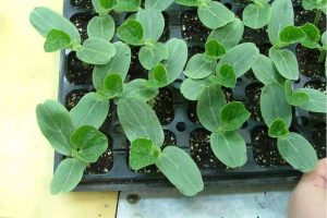 西瓜嫁接中的技术要点总结