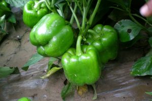 荷椒13甜椒种子