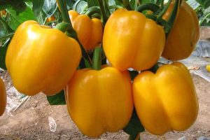 黄帝彩椒甜椒种子