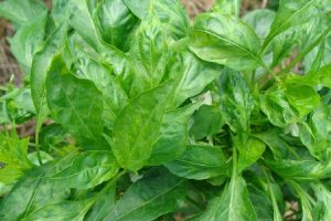 辣椒病虫害防治技术