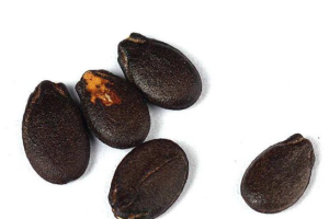 西瓜种子播种前如何处理