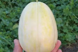 香吉娜香瓜种子