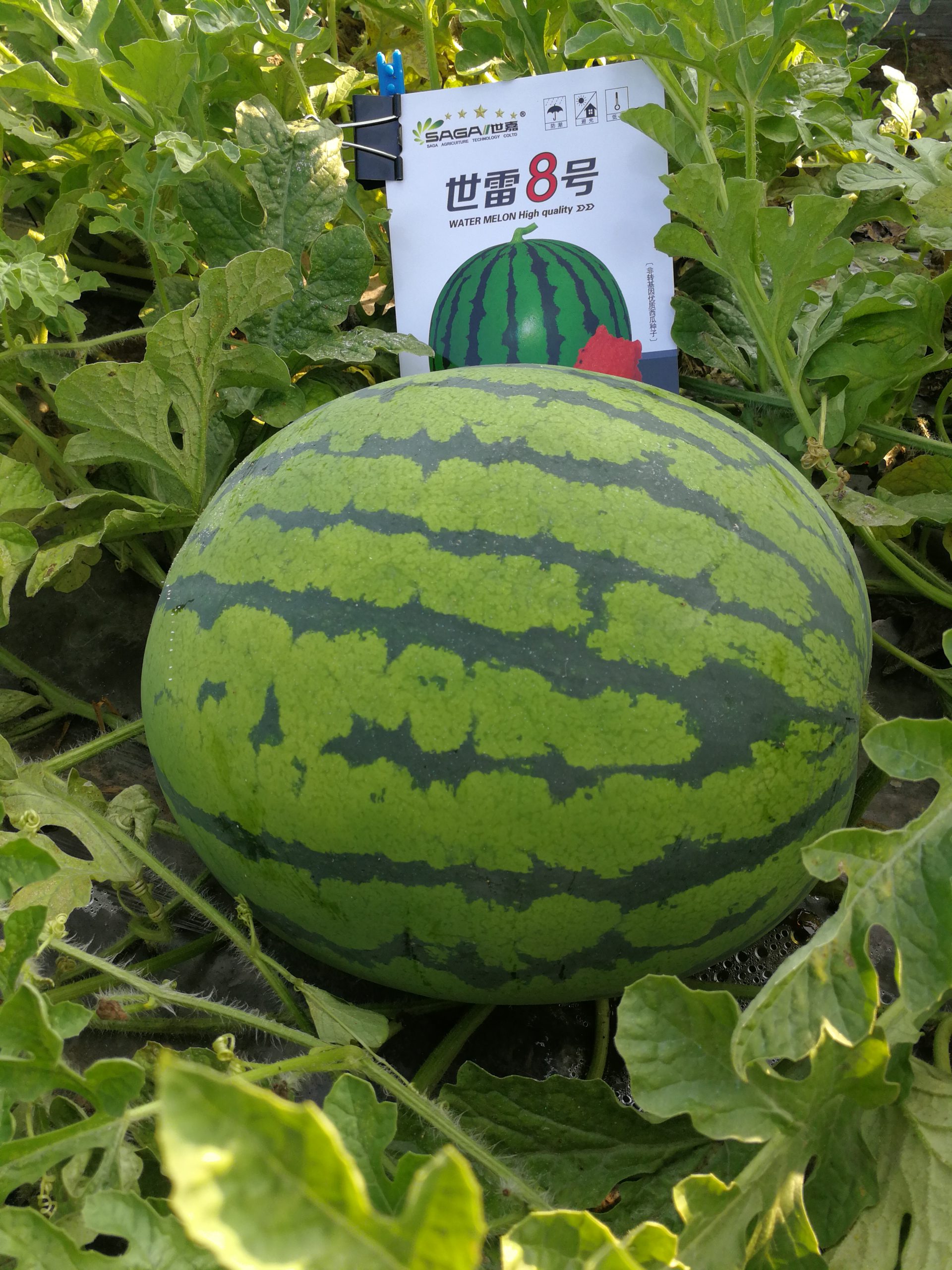 世雷8号西瓜种子