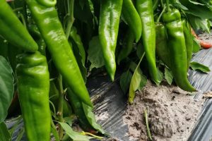 新绿美龙牛角椒种子