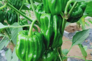 世嘉翠宝麻辣椒种子