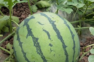 纯品8424西瓜种子