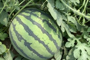 世雷7号西瓜种子