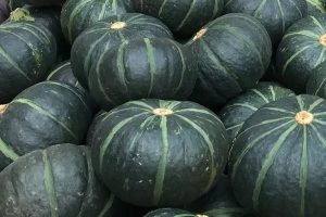 南瓜的种植技术与田间管理