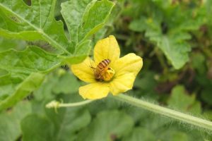 早春大棚西瓜蜜蜂传粉效果