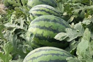 纯品甜皇8033甜王西瓜