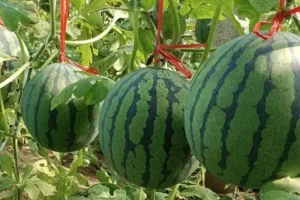 世嘉2K西瓜种子