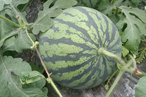 吉甜丰都美都类西瓜种子