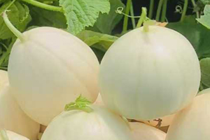 香吉娜911瓷白香瓜种子